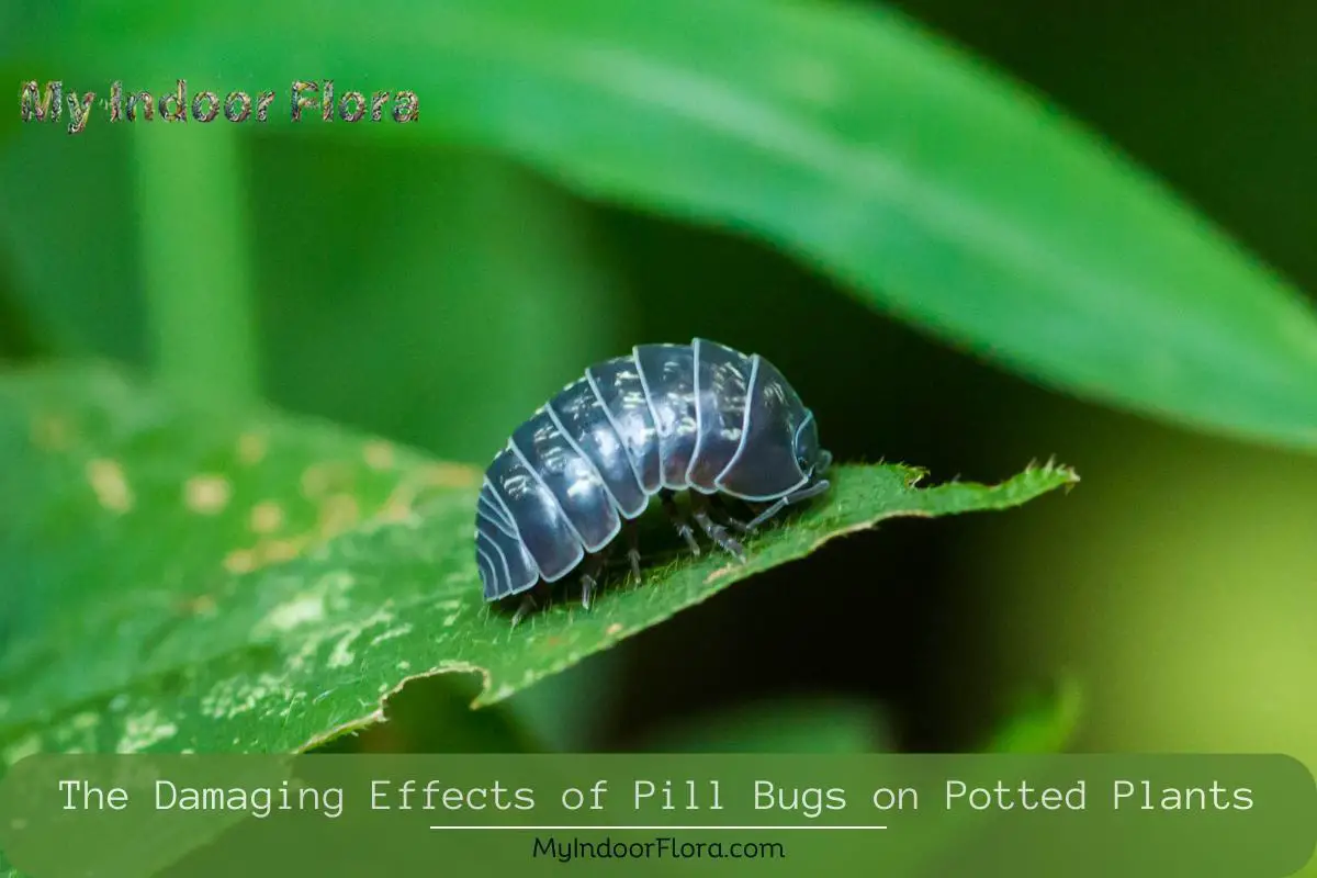The Damaging Effects Of Pill Bugs On Potted Plants