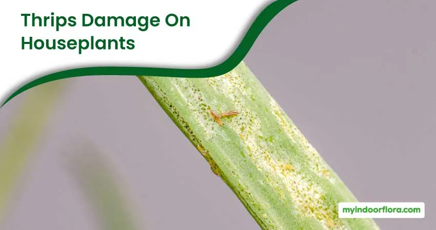 Thrips Damage On Houseplants