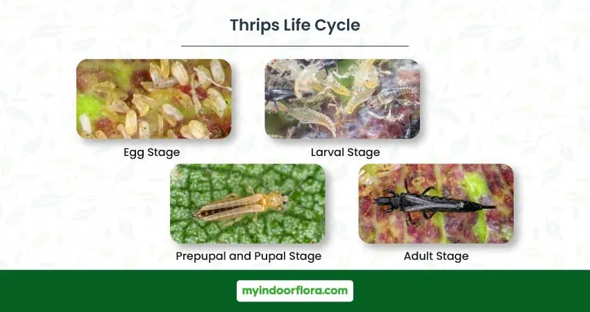 Thrips Life Cycle