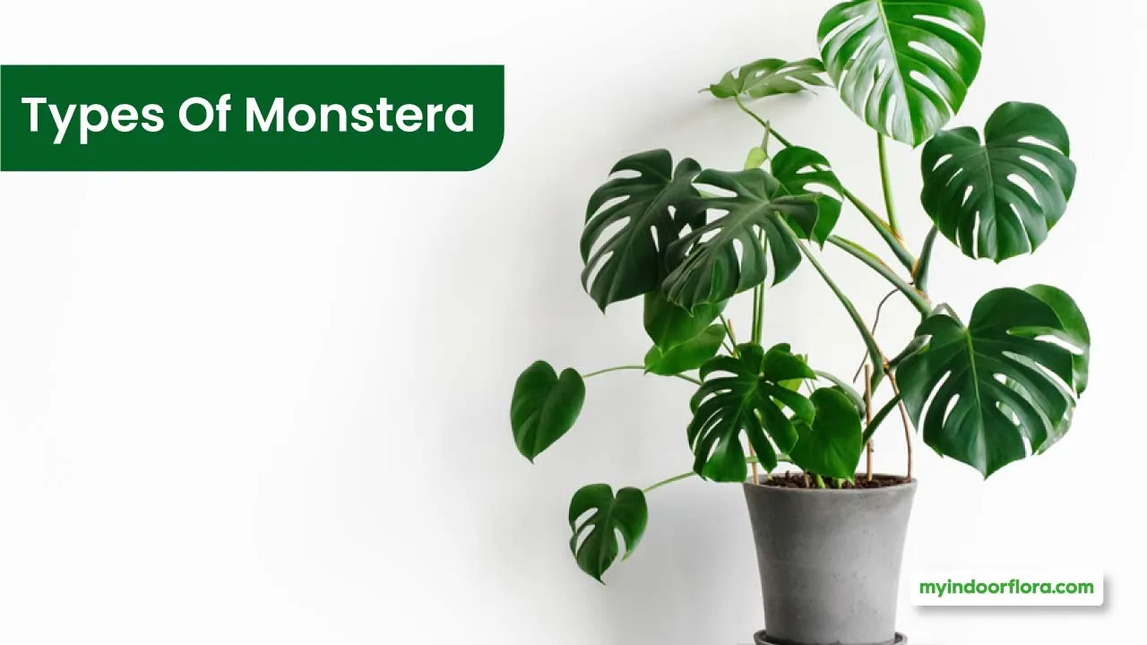 Top 11 Most Popular Types Of Monstera: [The Ultimate Guide]