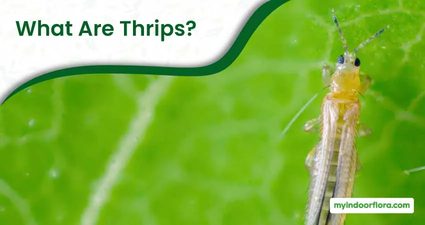 What Are Thrips