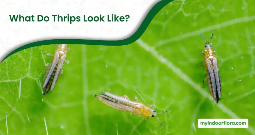 What Do Thrips Look Like