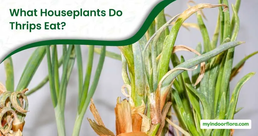 What Houseplants Do Thrips Eat