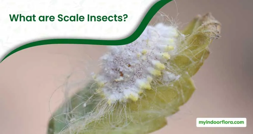 What are Scale Insects