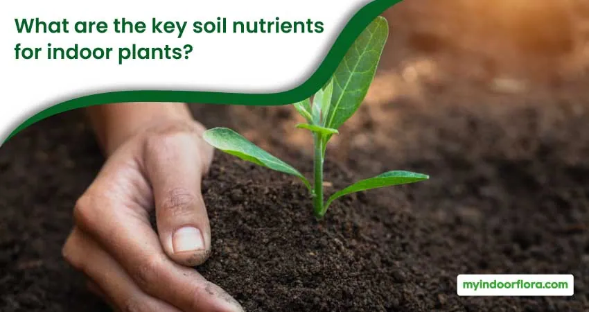 What Are The Key Soil Nutrients For Indoor Plants