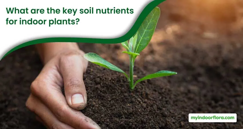 What are the key soil nutrients for indoor plants