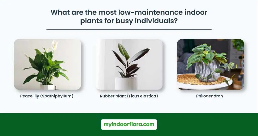 What Are The Most Low Maintenance Indoor Plants For Busy Individuals
