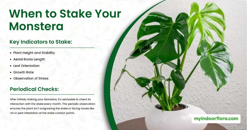 When to Stake Your Monstera