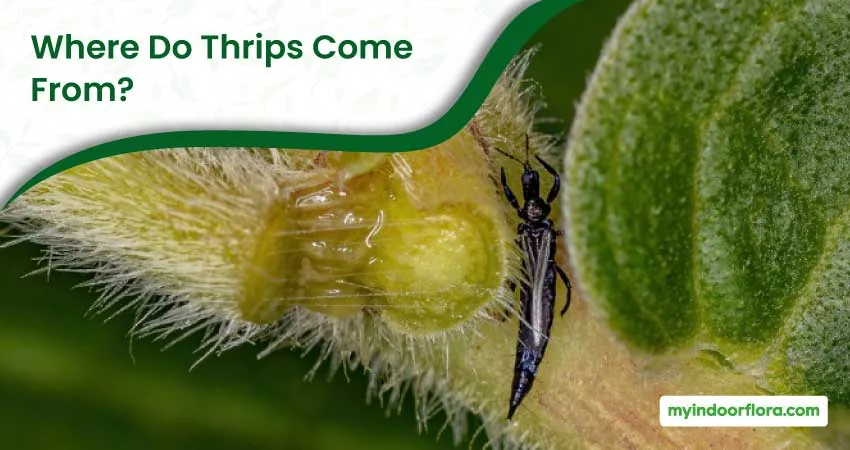 Where Do Thrips Come From