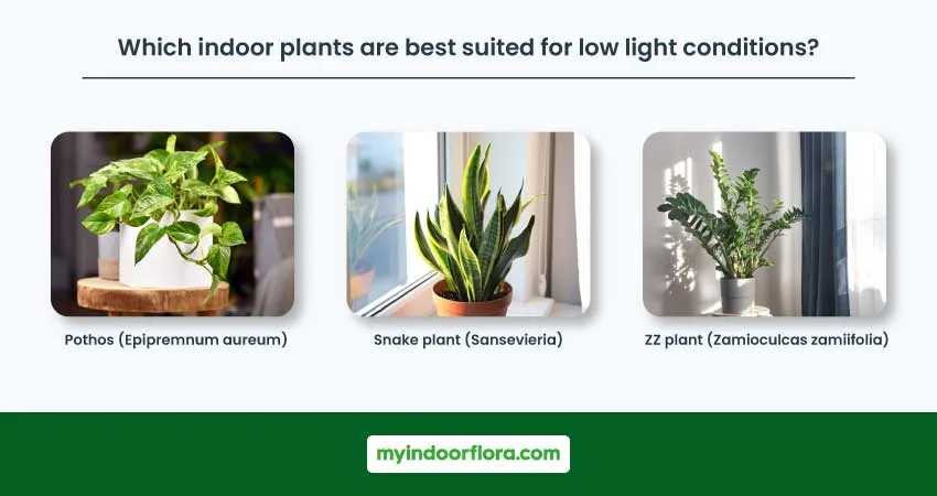 Which Indoor Plants Are Best Suited For Low Light Conditions