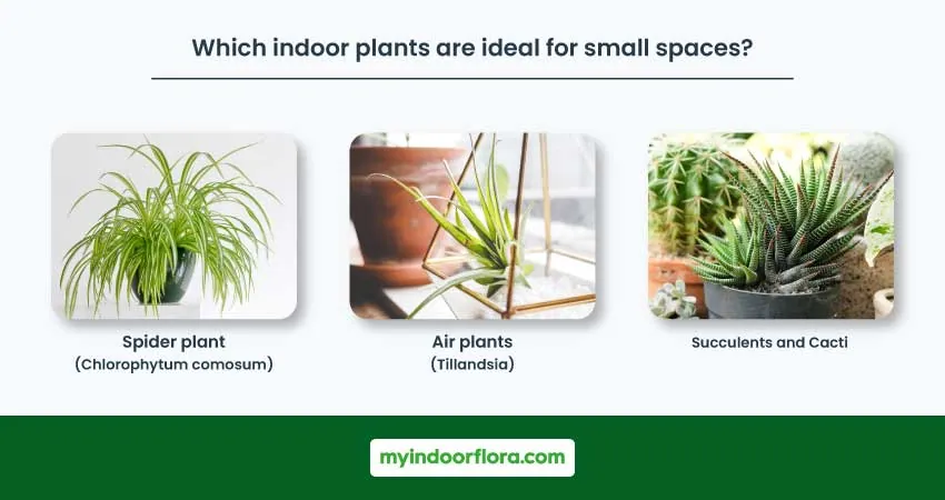 Which Indoor Plants Are Ideal For Small Spaces