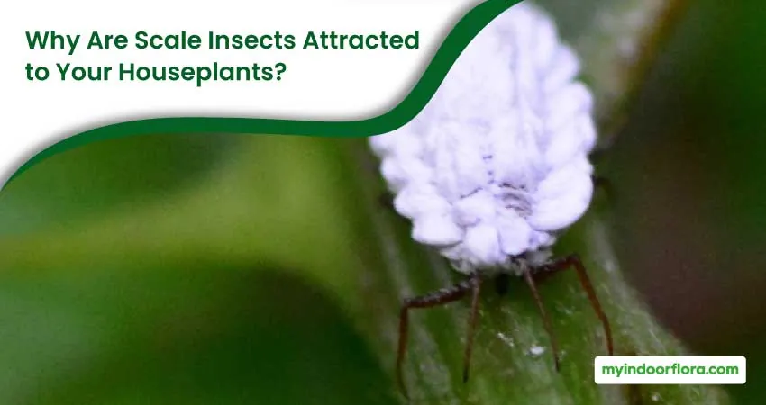 Why Are Scale Insects Attracted to Your Houseplants