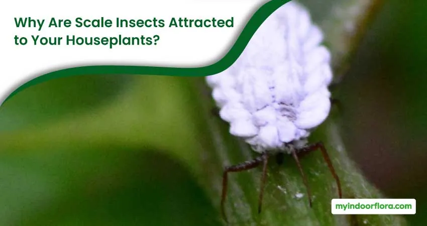 Why Are Scale Insects Attracted To Your Houseplants