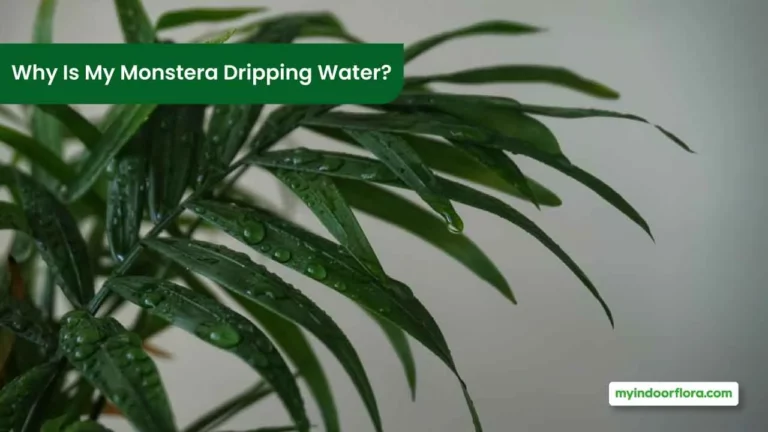Why Is My Monstera Dripping Water