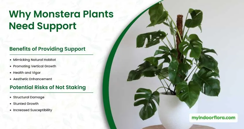 Why Monstera Plants Need Support