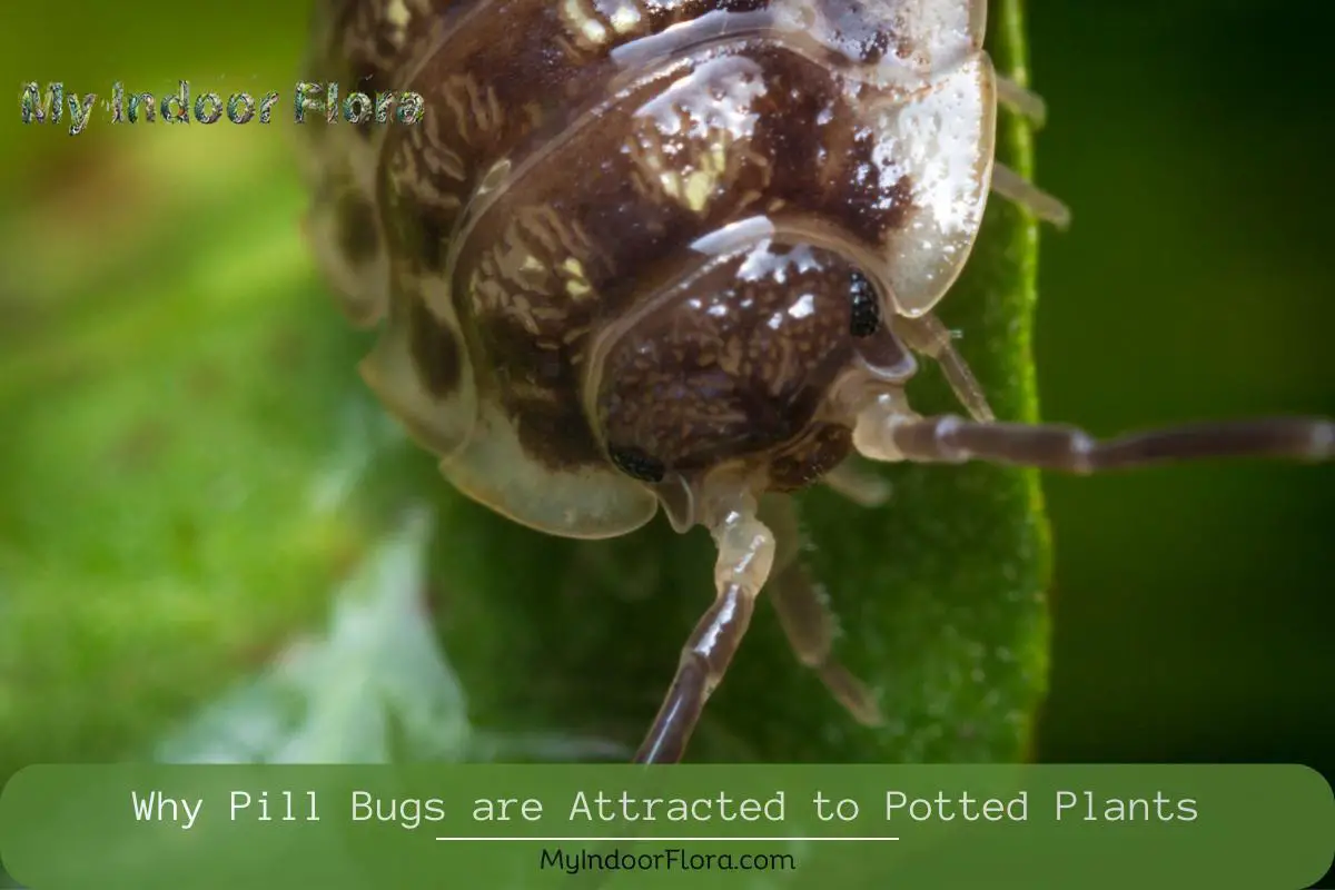 Why Pill Bugs are Attracted to Potted Plants