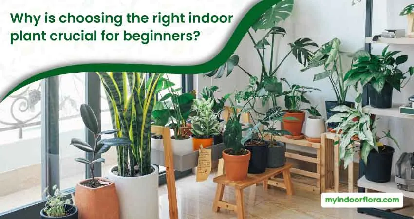 Why Is Choosing The Right Indoor Plant Crucial For Beginners