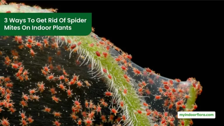 3 Ways To Get Rid Of Spider Mites On Indoor Plants