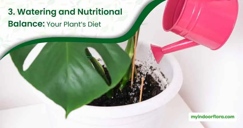3. Watering And Nutritional Balance Your Plants Diet