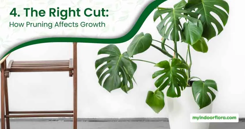 4. The Right Cut How Pruning Affects Growth