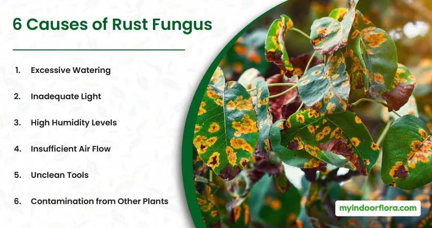6 Causes Of Rust Fungus