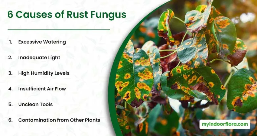 6 Causes of Rust Fungus