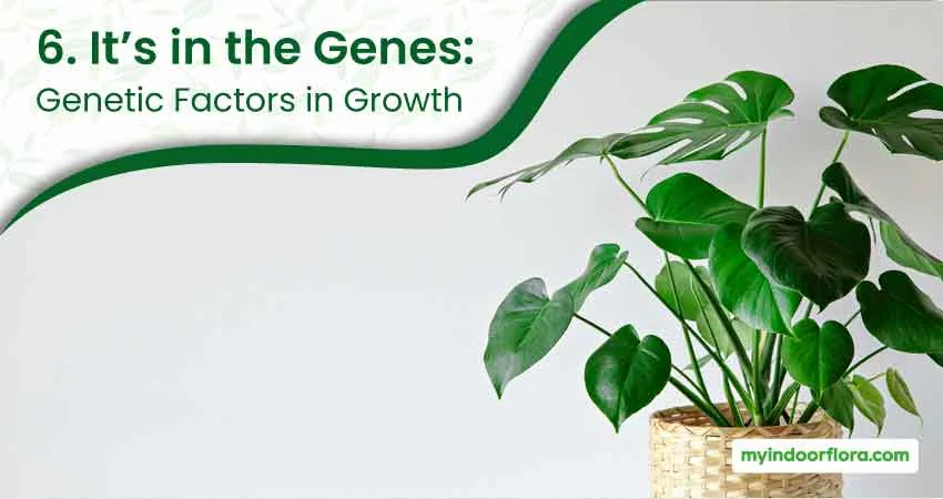 6. Its in the Genes Genetic Factors in Growth