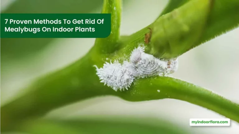 7 Proven Methods To Get Rid Of Mealybugs On Indoor Plants