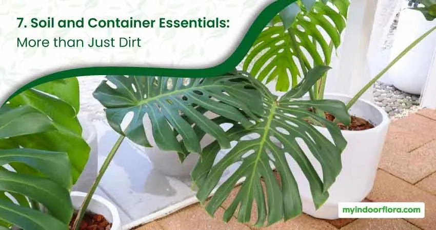 7. Soil and Container Essentials More than Just Dirt