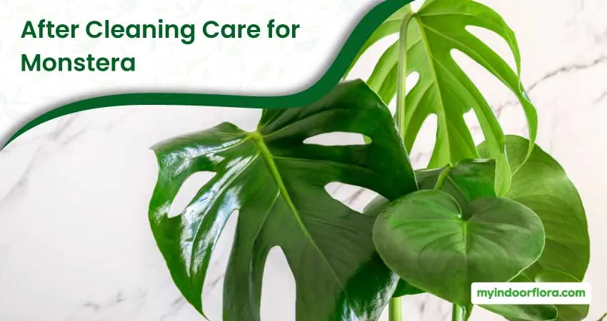 After Cleaning Care for Monstera