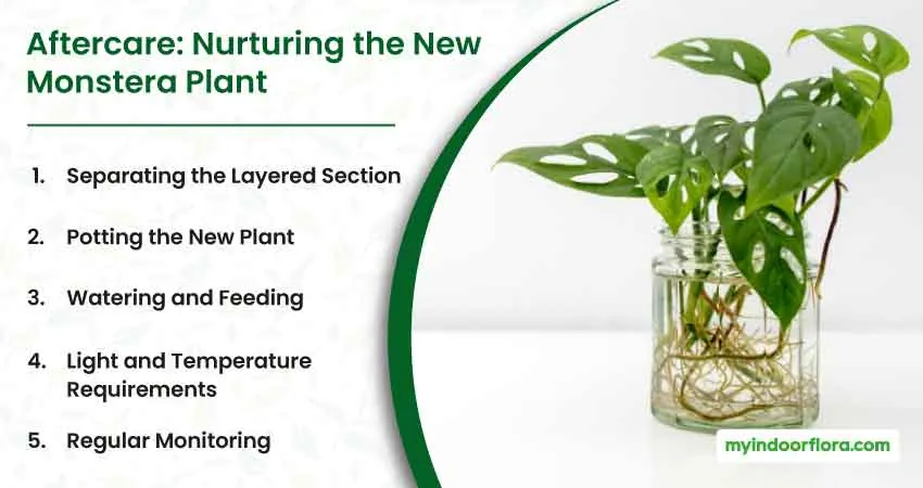 Aftercare Nurturing the New Monstera Plant