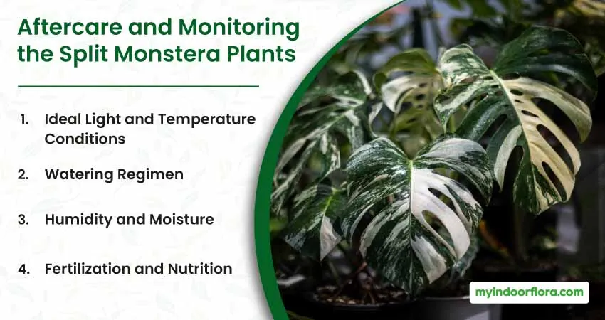 Aftercare and Monitoring the Split Monstera Plants