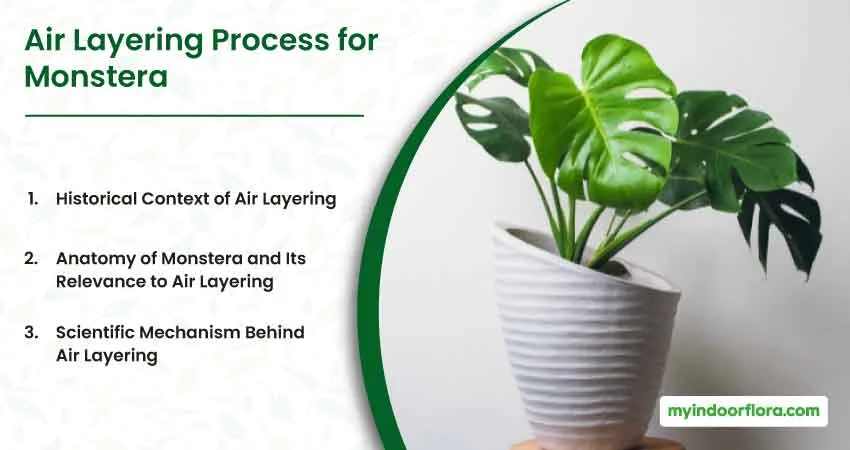 Air Layering Process for Monstera