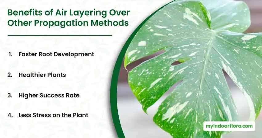 Benefits of Air Layering Over Other Propagation Methods