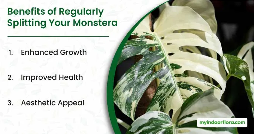 Benefits of Regularly Splitting Your Monstera