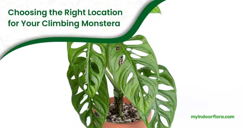 Choosing The Right Location For Your Climbing Monstera