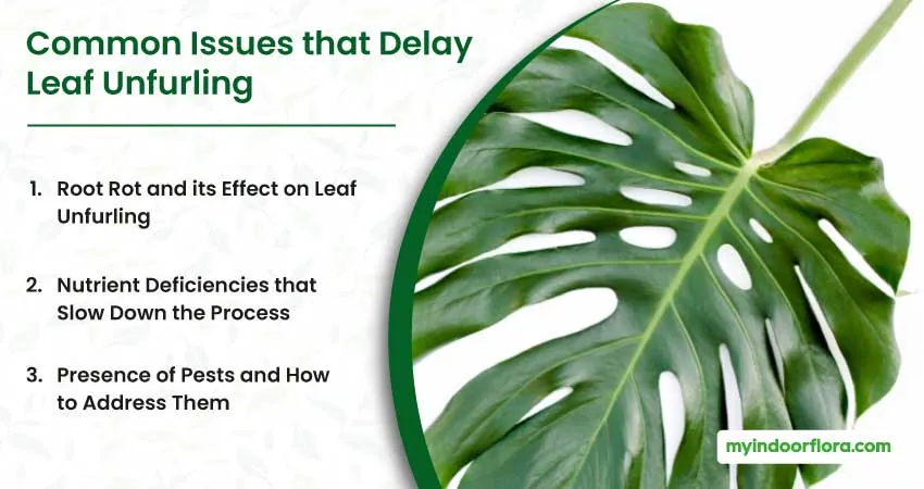 Common Issues that Delay Leaf Unfurling