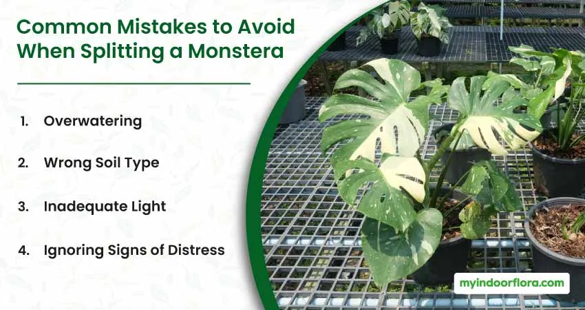 Common Mistakes To Avoid When Splitting A Monstera