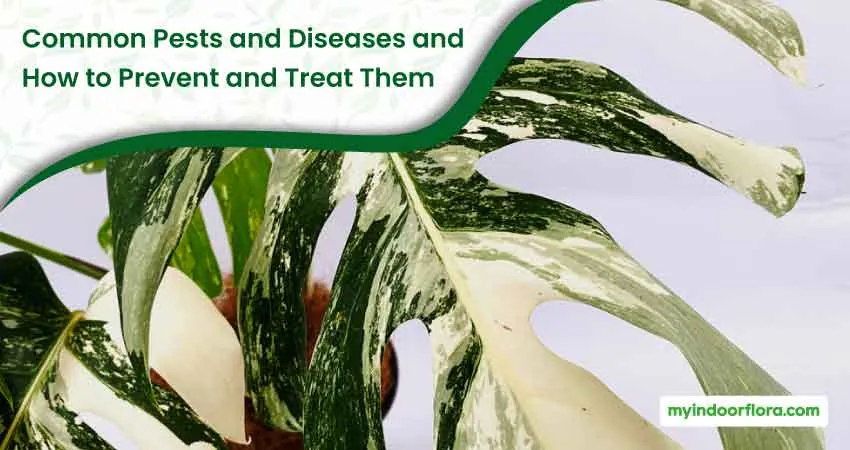 Common Pests and Diseases and How to Prevent and Treat Them