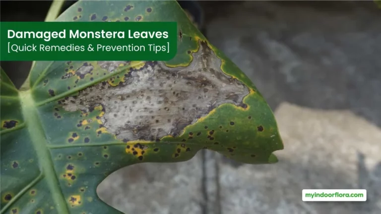 Damaged Monstera Leaves [Quick Remedies &Amp;Amp; Prevention Tips]