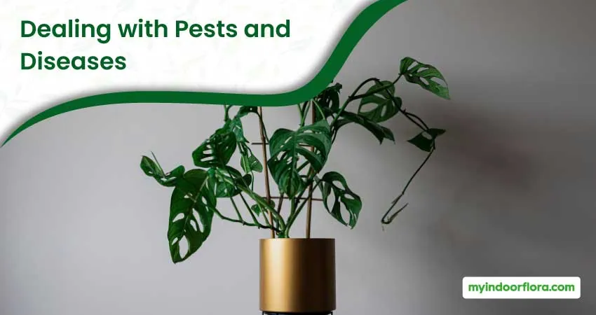 Dealing With Pests And Diseases