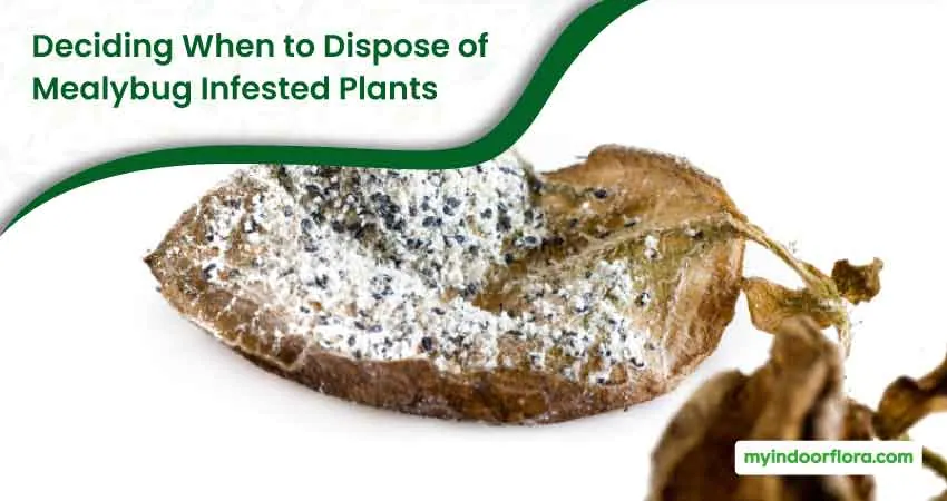 Deciding When To Dispose Of Mealybug Infested Plants