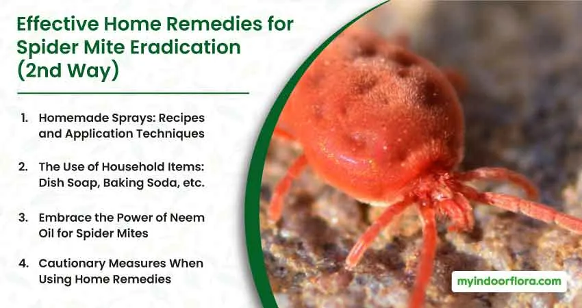 Effective Home Remedies for Spider Mite Eradication 2nd Way