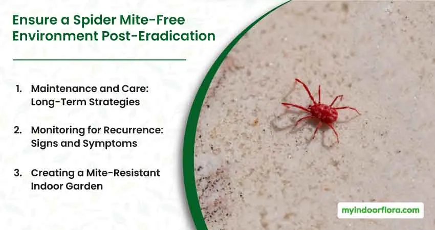 Ensure A Spider Mite Free Environment Post Eradication