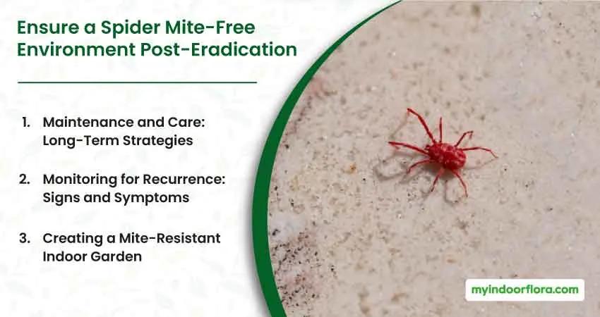 Ensure a Spider Mite Free Environment Post Eradication