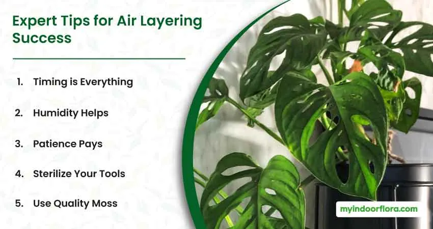 Expert Tips For Air Layering Success