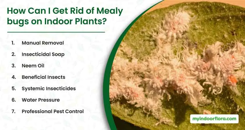 How Can I Get Rid Of Mealybugs On Indoor Plants