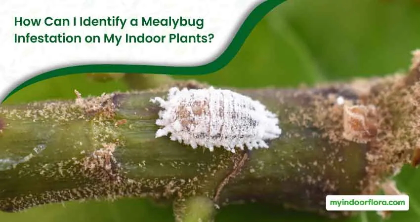 How Can I Identify a Mealybug Infestation on My Indoor Plants