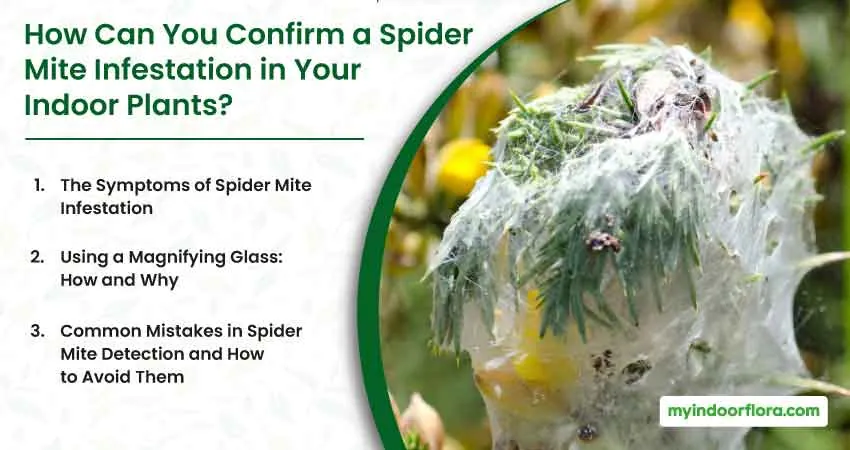 How Can You Confirm A Spider Mite Infestation In Your Indoor Plants