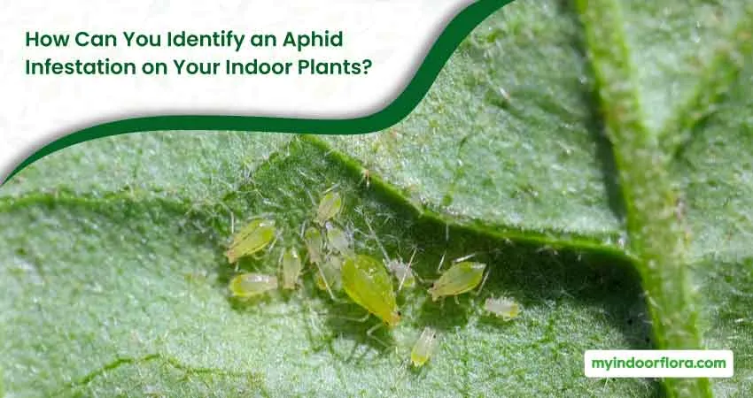 How Can You Identify An Aphid Infestation On Your Indoor Plants